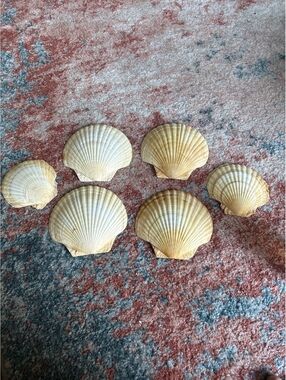 Jumbo XL Sea Scallop Shells Lot 6About 4- 6 Inches +Trinkets Crafts Dish
